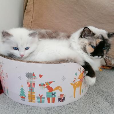 Pua 12 Veckor Och Mamma