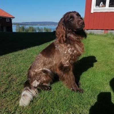 Bella2021b