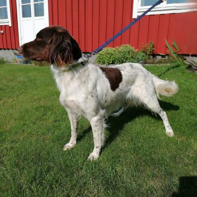 Ullis